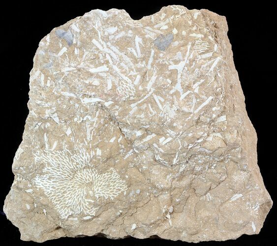 Ordovician Bryozoans (Chasmatopora) Plate - Estonia #50009